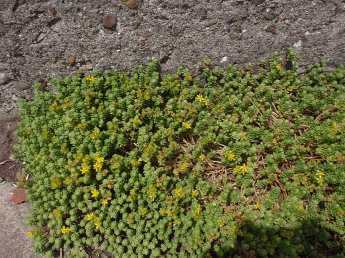 セダムの花